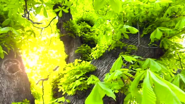 Fresh Green Foliage Chestnut Tree Which Suns Rays Break — Wideo stockowe