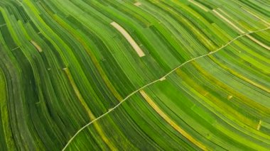 Aerial view of decorative ornaments of diverse green fields. Picturesque landscape, agriculture. Suloszowa, Poland