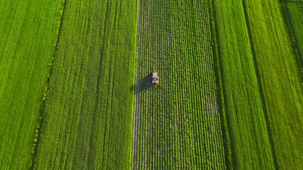 Tractor Sprays Fertilizer Agricultural Plants Rapeseed Field Top View Height — Stock Video