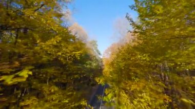 Yol boyunca ağaçların dallarına doğru yumuşak bir uçuş. Günbatımında resmedilmeye değer sonbahar havası. POV FPV insansız hava aracı ile filme alındı.