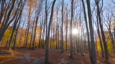 Gün batımında muhteşem bir sonbahar ormanında dallara yakın ağaçlar arasında yumuşak bir uçuş. POV FPV insansız hava aracı ile filme alındı.