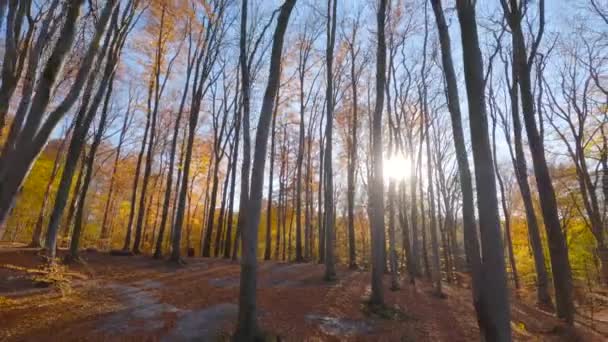 Gładki Lot Między Drzewami Pobliżu Gałęzi Bajecznym Jesiennym Lesie Zachodzie — Wideo stockowe