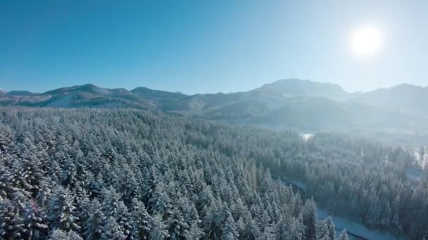 Flight Fabulous Snow Covered Forest Slopes Mountains Rocky Mountains Background — Stockvideo