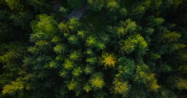 Ανεβαίνει Πάνω Από Κωνοφόρα Δάση Που Αναπτύσσονται Στις Πλαγιές Των — Αρχείο Βίντεο