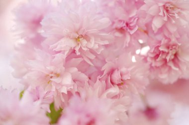 Blooming Japanese cherry trees against the background of green leaves. Sakura blossom