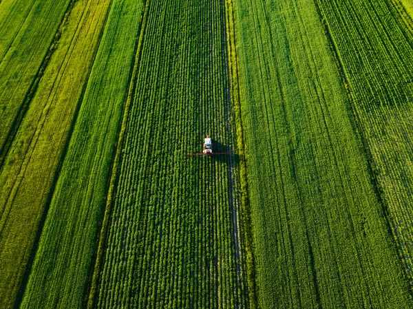 Tractor sprays fertilizer on agricultural plants on the rapeseed field, top view from height