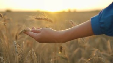 Female hand touches ripe ears of wheat at sunset.