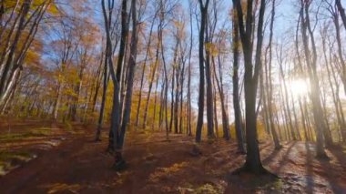 Gün batımında muhteşem bir sonbahar ormanında dallara yakın ağaçlar arasında yumuşak bir uçuş. POV FPV insansız hava aracı ile filme alındı.