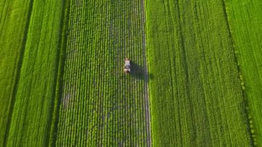 Tractor sprays fertilizer on agricultural plants on the rapeseed field, top view from height