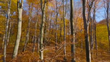 Smooth flight between trees close to branches in a fabulous autumn forest. POV filmed with FPV drone.