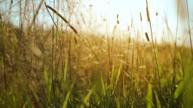 Field, grass stalks swaying from the gentle wind at sunset. View of of the grassy meadow at summer day.