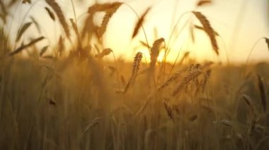 Wheat field, ears of wheat swaying from the gentle wind at sunset. Golden ears are slowly swaying in the wind close-up. View of ripening wheat field at summer day. Agriculture industry.