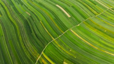 Aerial view of decorative ornaments of diverse green fields. Picturesque landscape, agriculture. Suloszowa, Poland