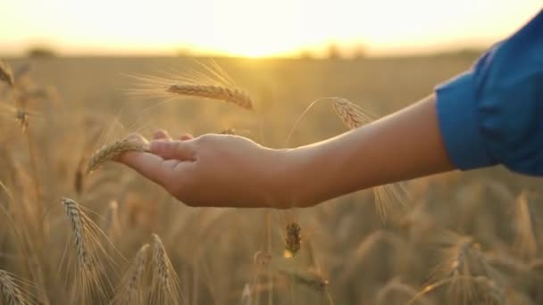 Жіноча Рука Торкається Стиглих Вух Пшениці Заході Сонця — стокове відео