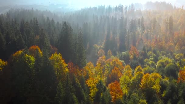 Veduta Aerea Una Luminosa Foresta Autunnale Sulle Pendici Delle Montagne — Video Stock