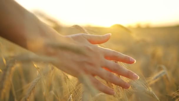 Weibliche Hand Berührt Reife Ähren Bei Sonnenuntergang Zeitlupe — Stockvideo