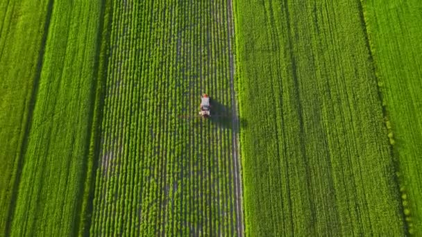 Tractor Sprays Fertilizer Agricultural Plants Rapeseed Field Top View Height — Stock Video