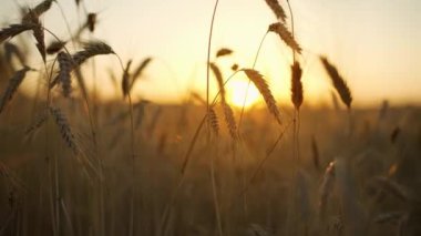 Wheat field, ears of wheat swaying from the gentle wind at sunset. Golden ears are slowly swaying in the wind close-up. View of ripening wheat field at summer day. Agriculture industry.