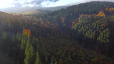 Şafak vakti dağların yamaçlarında parlak bir sonbahar ormanının havadan görünüşü. Sonbaharda Karpat Dağları 'nın renkli manzarası. Ukrayna