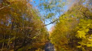 Yol boyunca ağaçların dallarına doğru yumuşak bir uçuş. Günbatımında resmedilmeye değer sonbahar havası. POV FPV insansız hava aracı ile filme alındı.