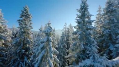 Flying close to the tree branches in a winter fairytale forest on a clear sunny day. Tatra Mountains, Zakopane, Poland. Filmed on FPV Drone