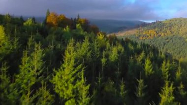 Şafak vakti dağların yamaçlarında parlak bir sonbahar ormanının havadan görünüşü. Sonbaharda Karpat Dağları 'nın renkli manzarası. Ukrayna