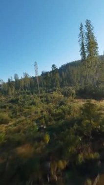Dikey video. Sonbahar dağlarının üzerinden hızlı bir uçuş, akarsu, gündoğumunda ağaçlar. Tatra Dağları, Polonya. POV FPV insansız hava aracı ile filme alındı.