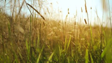 Field, grass stalks swaying from the gentle wind at sunset. View of of the grassy meadow at summer day.