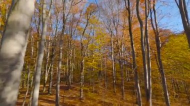 Smooth flight between trees close to branches in a fabulous autumn forest. POV filmed with FPV drone.