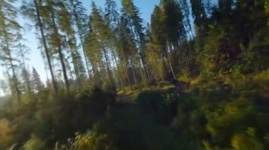 Sonbahar dağlarının üzerinden hızlı bir uçuş, akarsu, gündoğumunda ağaçlar. Tatra Dağları, Polonya. POV FPV insansız hava aracı ile filme alındı.
