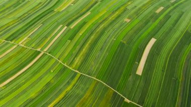 Aerial view of decorative ornaments of diverse green fields. Picturesque landscape, agriculture. Suloszowa, Poland