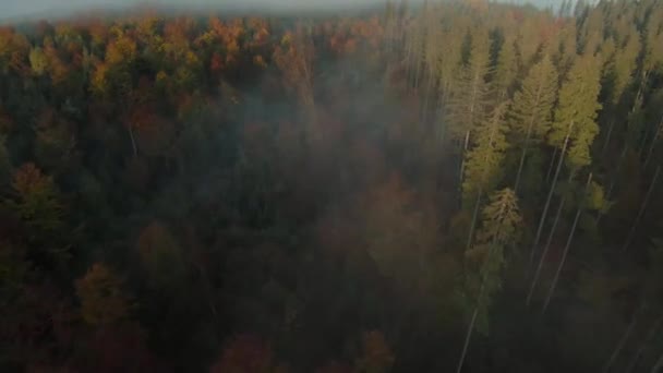 Повітряний Вид Яскравого Осіннього Лісу Схилах Гір Тумані Світанку Сонячні — стокове відео