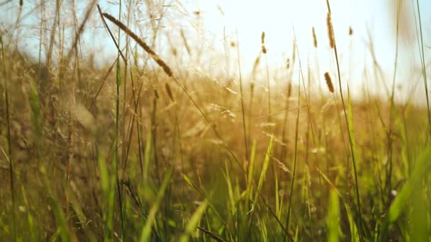 Field Grass Stalks Swaying Gentle Wind Sunset View Grassy Meadow — Wideo stockowe