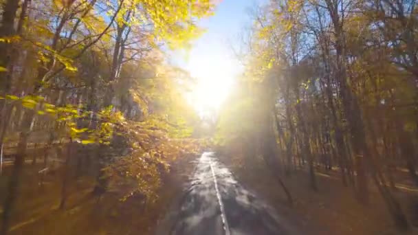 Arabanın Sürdüğü Yol Boyunca Ağaçların Dallarına Doğru Yumuşak Bir Hızlı — Stok video