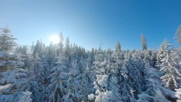 Flying Close Tree Branches Winter Fairytale Forest Clear Sunny Day — Stock Video