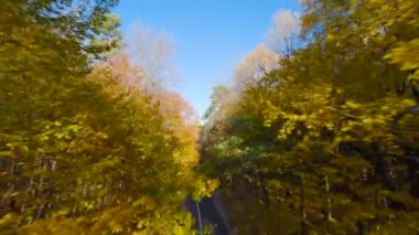 Yol boyunca ağaçların dallarına doğru yumuşak bir uçuş. Günbatımında resmedilmeye değer sonbahar havası. POV FPV insansız hava aracı ile filme alındı.