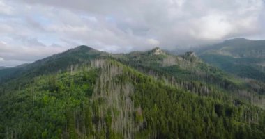 Yazın güzel dağ manzarası, bulutlu gökyüzü, orman ve kayalar. Zakopane, Tatra dağları, Polonya