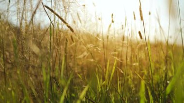 Field, grass stalks swaying from the gentle wind at sunset. View of of the grassy meadow at summer day.