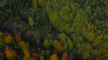 Şafak vakti dağların yamaçlarında parlak bir sonbahar ormanının havadan görünüşü. Sonbaharda Karpat Dağları 'nın renkli manzarası. Ukrayna