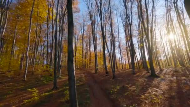 日落时分 在美丽的秋天森林里 在树枝之间平稳地飞翔 用Fpv无人机拍摄的Pov — 图库视频影像