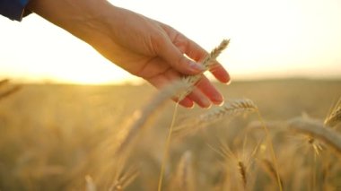 Female hand touches ripe ears of wheat at sunset.