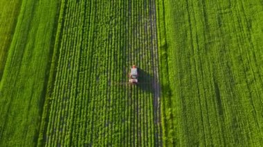 Tractor sprays fertilizer on agricultural plants on the rapeseed field, top view from height