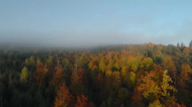 FPV insansız hava aracı, parlak bir sonbahar ormanı üzerinde uçuyor. Dağların yamaçlarındaki ağaçların üzerinde sabah sisi var. Ukrayna