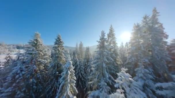 Flying Close Tree Branches Winter Fairytale Forest Clear Sunny Day — Vídeo de Stock