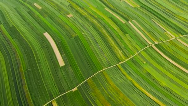 Aerial View Decorative Ornaments Diverse Green Fields Picturesque Landscape Agriculture — Vídeo de stock