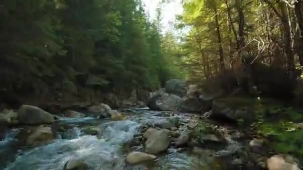 Fast Flight Mountain River Flowing Large Stones Surrounded Trees Banks — Stock video