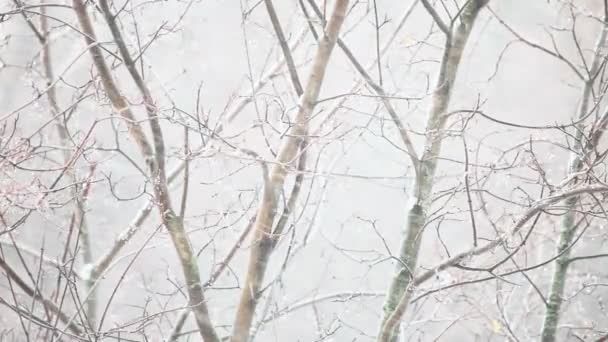 Сніг і вітер — стокове відео