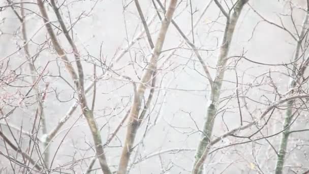 Neige et vent 