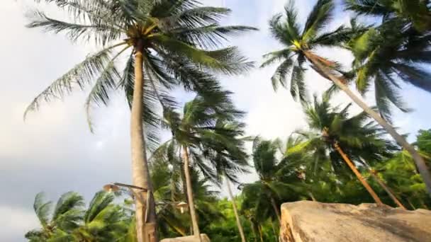 Palms blowing in a wind — Stock Video