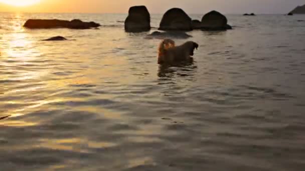 海の中の犬 — ストック動画